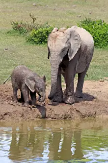 African Elephants (Loxodonta africana)