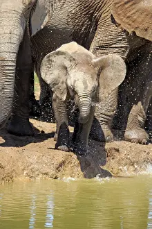 African Elephants (Loxodonta africana)