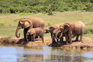 African Elephants (Loxodonta africana)