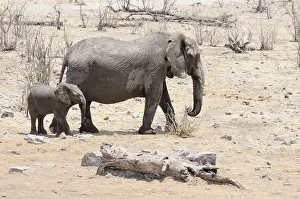 African elephants (Loxodonta africana)