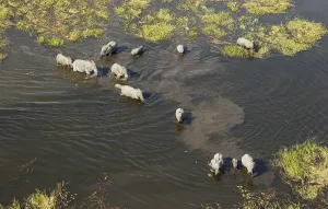 African Elephants (Loxodonta africana)