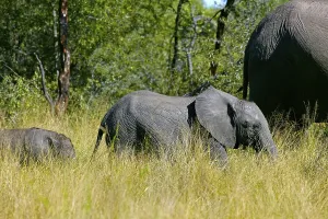 African elephants (Loxodonta africana)