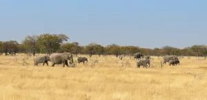 African elephants (Loxodonta africana)