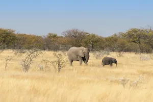 African elephants (Loxodonta africana)