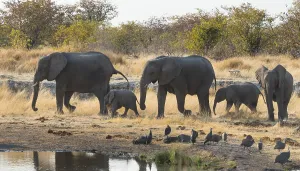 African Elephants (Loxodonta africana)
