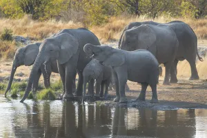 African Elephants (Loxodonta africana)