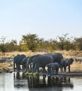 African Elephants (Loxodonta africana)