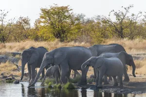 African Elephants (Loxodonta africana)