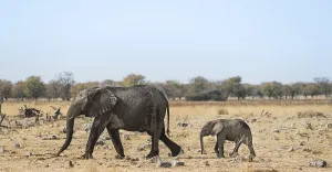 African Elephants (Loxodonta africana)