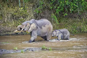 African elephants (Loxodonta africana)