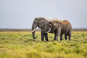 Two African elephants (Loxodonta africana)