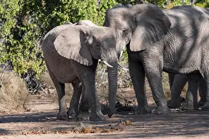 Two African elephants (Loxodonta africana)