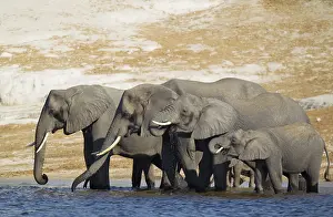 African Elephants (Loxodonta africana) breeding herd drinking at the bank of the Chobe River