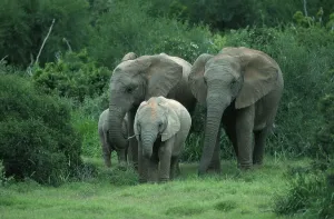 African Elephants (Loxodonta africana) with calf