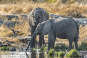 African Elephants (Loxodonta africana) drinking at the Nuamses waterhole
