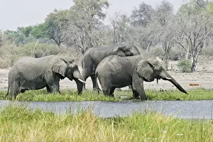 African Elephants (Loxodonta africana) eat and drink
