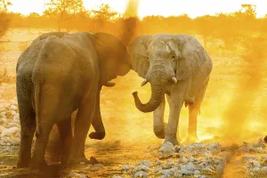 African elephants (Loxodonta africana) at sunset