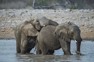 Two African elephants (Loxodonta africana) in a waterhole