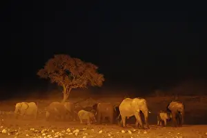 African Elephants (Loxodonta africana) at waterhole at night