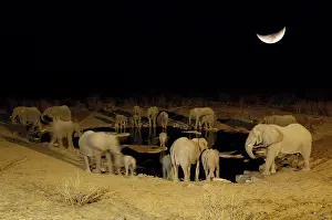 African elephants (Loxodonta africana) at the waterhole at night