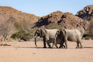 Two African elephants (Loxodonta africana) with young