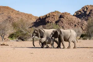 Two African elephants (Loxodonta africana) with young