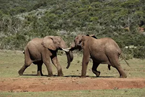 African Elfenaten (Loxodonta africana)
