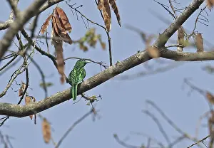 African Emerald Cuckoo (Chrysococcyx cupreus) adult