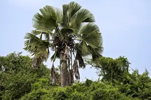 African fan palm (Borassus aethiopum)