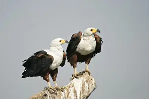 African Fish Eagle couple (Haliaeetus vocifer)