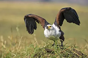 African Fish Eagle (Haliaeetus vocifer)