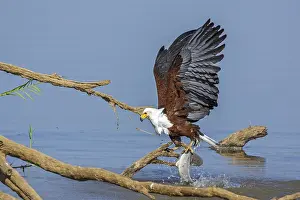 African Fish Eagle (Haliaeetus vocifer)