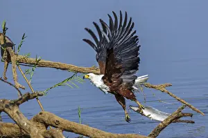 African Fish Eagle (Haliaeetus vocifer)