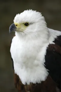 African Fish Eagle (Haliaeetus vocifer)