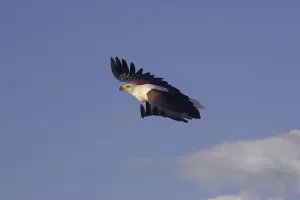 African fish eagle (haliaeetus vocifer)