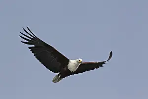 African Fish-Eagle (haliaeetus vocifer)