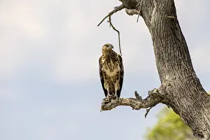 African fish eagle (Haliaeetus vocifer)