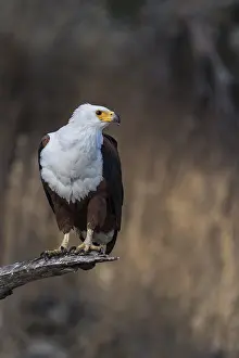 African fish eagle (Haliaeetus vocifer)