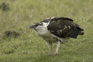 African Fish Eagle (Haliaeetus vocifer)