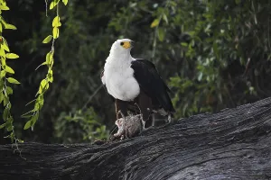 African Fish-Eagle (haliaeetus vocifer)