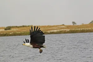 African Fish-Eagle (haliaeetus vocifer)