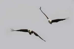 African Fish-Eagle (haliaeetus vocifer)