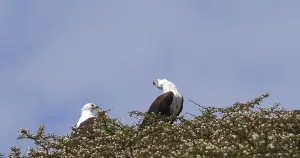 African Fish-Eagle (haliaeetus vocifer)