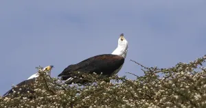 African Fish-Eagle (haliaeetus vocifer)