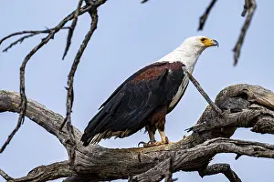 African Fish Eagle (Haliaeetus vocifer)