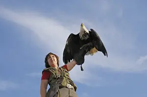 African Fish Eagle (Haliaeetus vocifer)