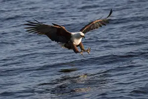 African fish eagle (Haliaeetus vocifer) when fishing with outstretched claws