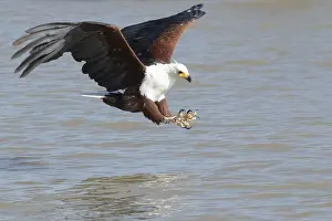 African Fish Eagle (Haliaeetus vocifer) hunting