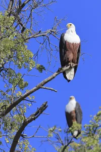 African fish eagle (Haliaeetus vocifer) Okavango Delta