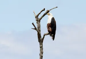 African Fish Eagle in the Kruger National Park in South Africa
